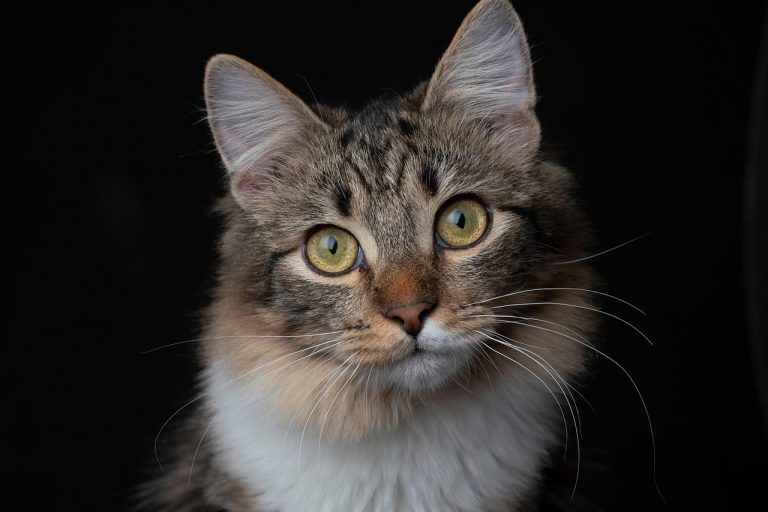 cat, pet, nature, animal, mammal, feline, domestic cat, domestic animal